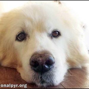 Meet your Posher, Eugene